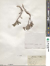 Salix arctica var. kophophylla image