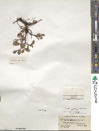 Salix arctica var. kophophylla image