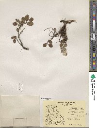 Salix arctica var. kophophylla image