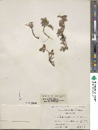 Salix arctica var. kophophylla image