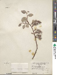 Salix arctica var. kophophylla image