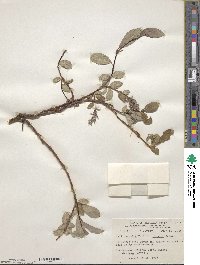 Salix arctica var. kophophylla image