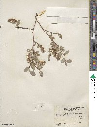 Salix arctica var. kophophylla image