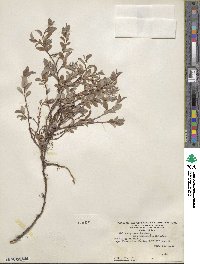 Salix arctica var. kophophylla image