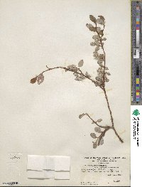 Salix arctica var. kophophylla image