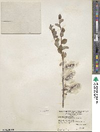 Salix arctica var. kophophylla image