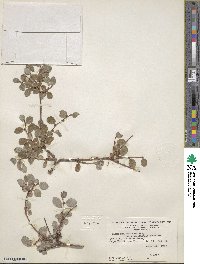 Salix arctica var. kophophylla image