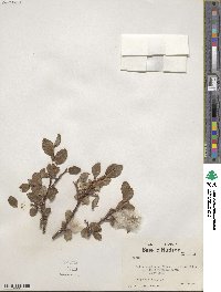 Salix arctica var. kophophylla image