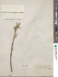 Salix glauca var. villosa image