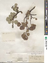 Salix glauca image