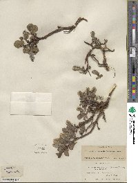 Salix glauca var. villosa image