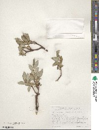 Salix petrophila image