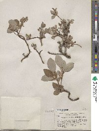 Salix glauca var. villosa image