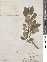 Salix glauca var. villosa image