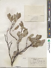 Salix glauca var. villosa image