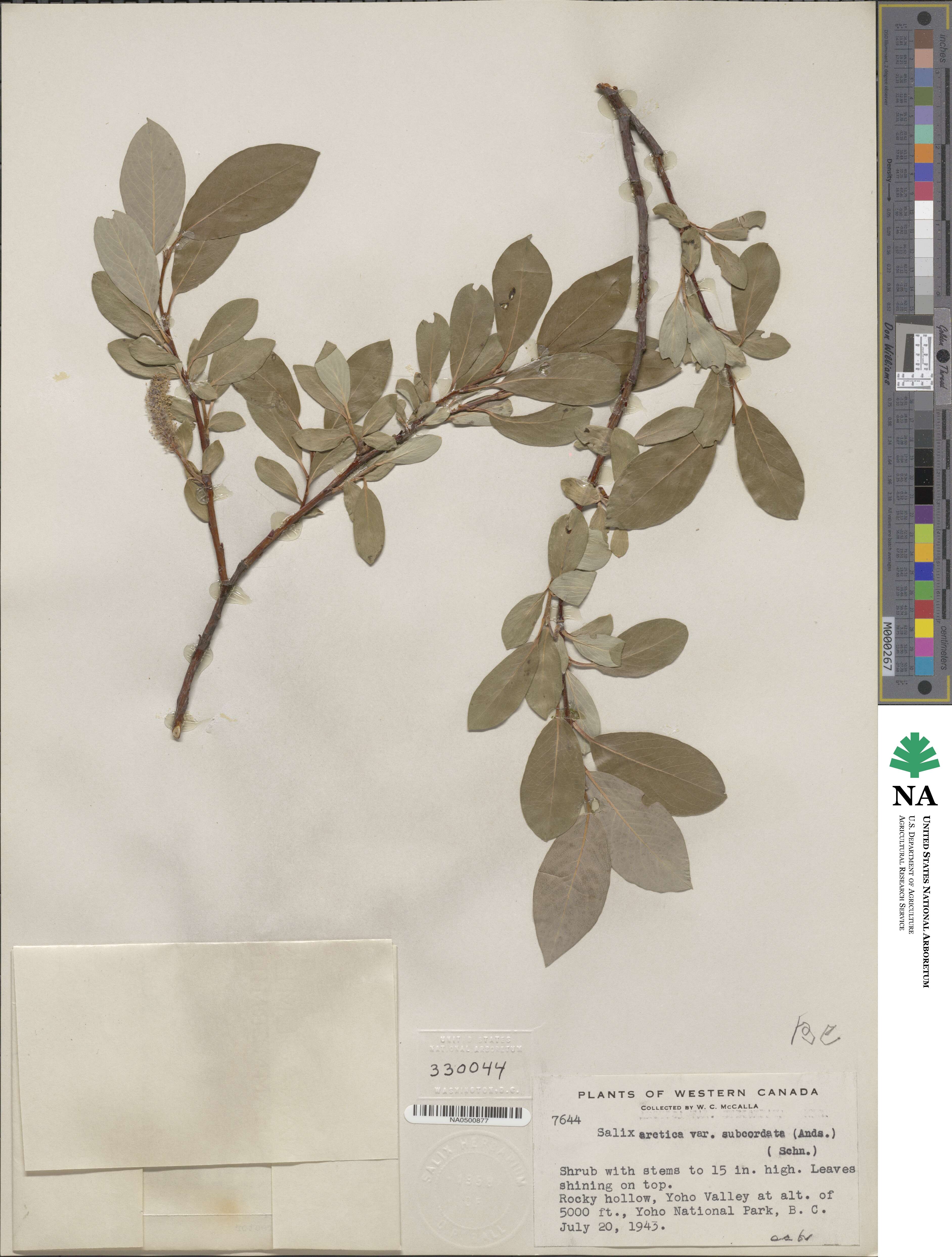 Salix glauca var. villosa image