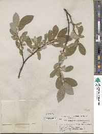 Salix glauca var. villosa image