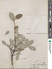 Salix glauca var. villosa image