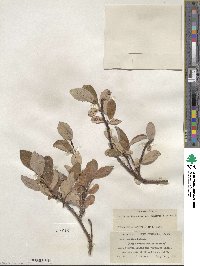 Salix glauca var. villosa image