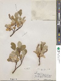 Salix glauca image