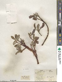 Salix arctophila image