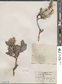 Salix arctophila image