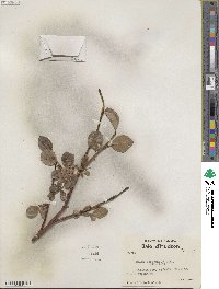 Salix arctophila image