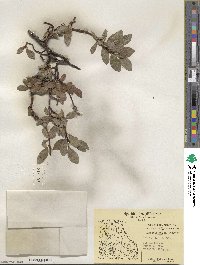 Salix arctophila image