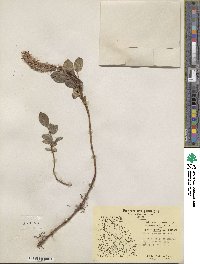 Salix arctophila image