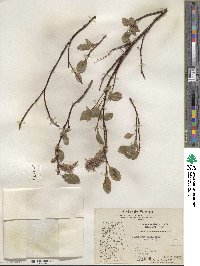 Salix arctophila image