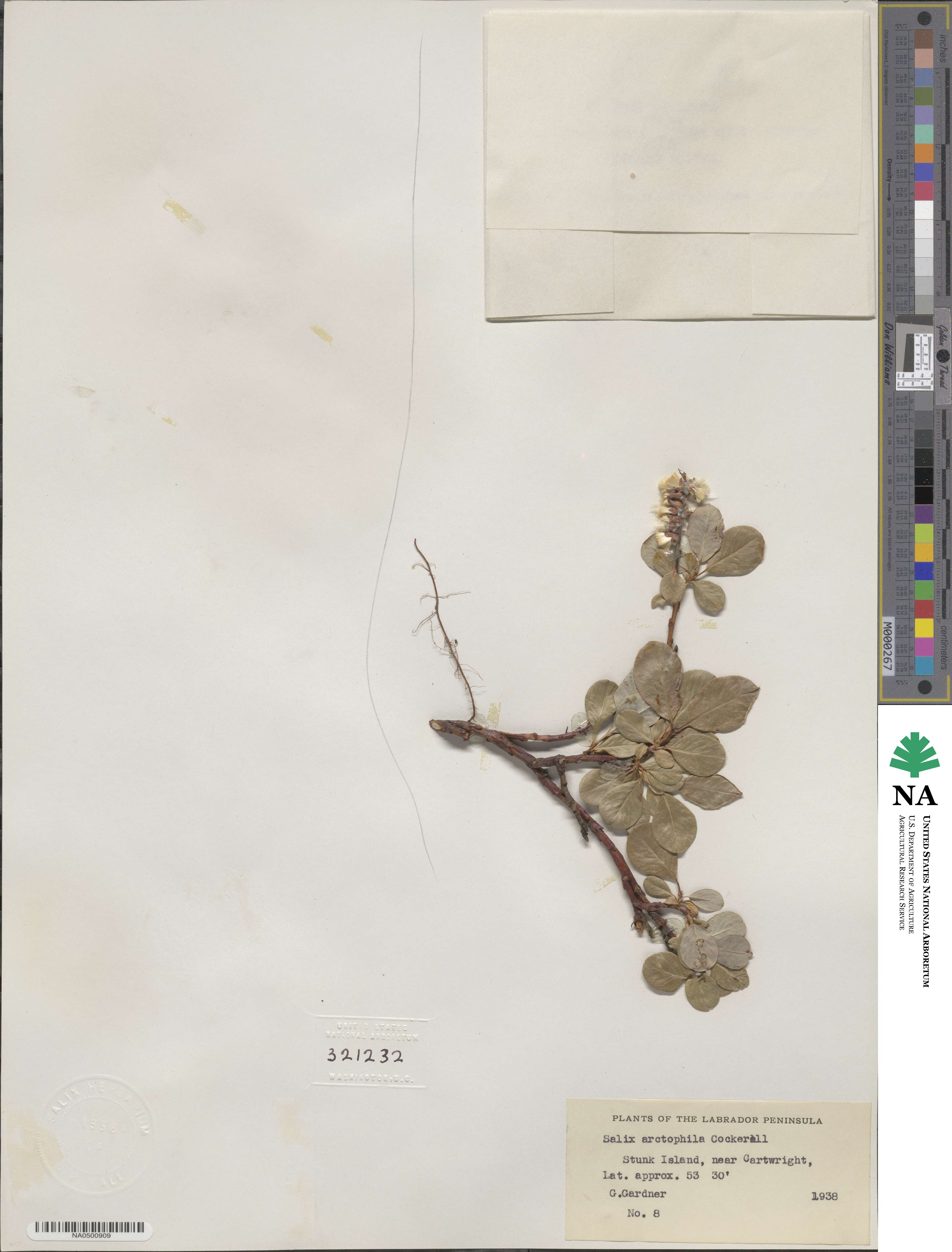 Salix arctophila image