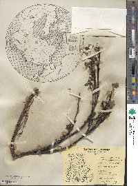 Salix arctophila image