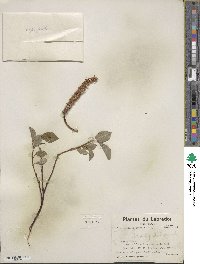 Salix arctophila image