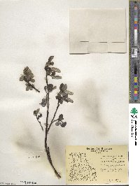 Salix arctophila image