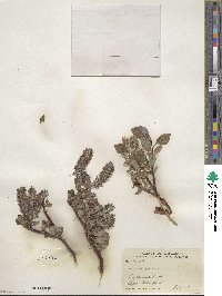 Salix arctophila image