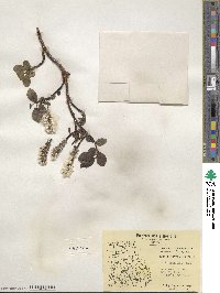 Salix arctophila image