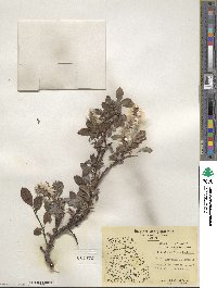 Salix arctophila image