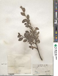 Salix arctophila image