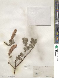 Salix arctophila image