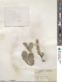 Salix arctophila image