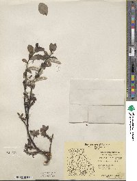 Salix arctophila image