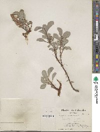 Salix arctophila image