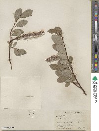 Salix arctophila image