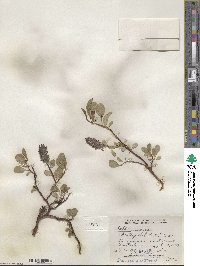 Salix arctophila image