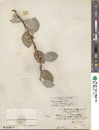 Salix arctophila image