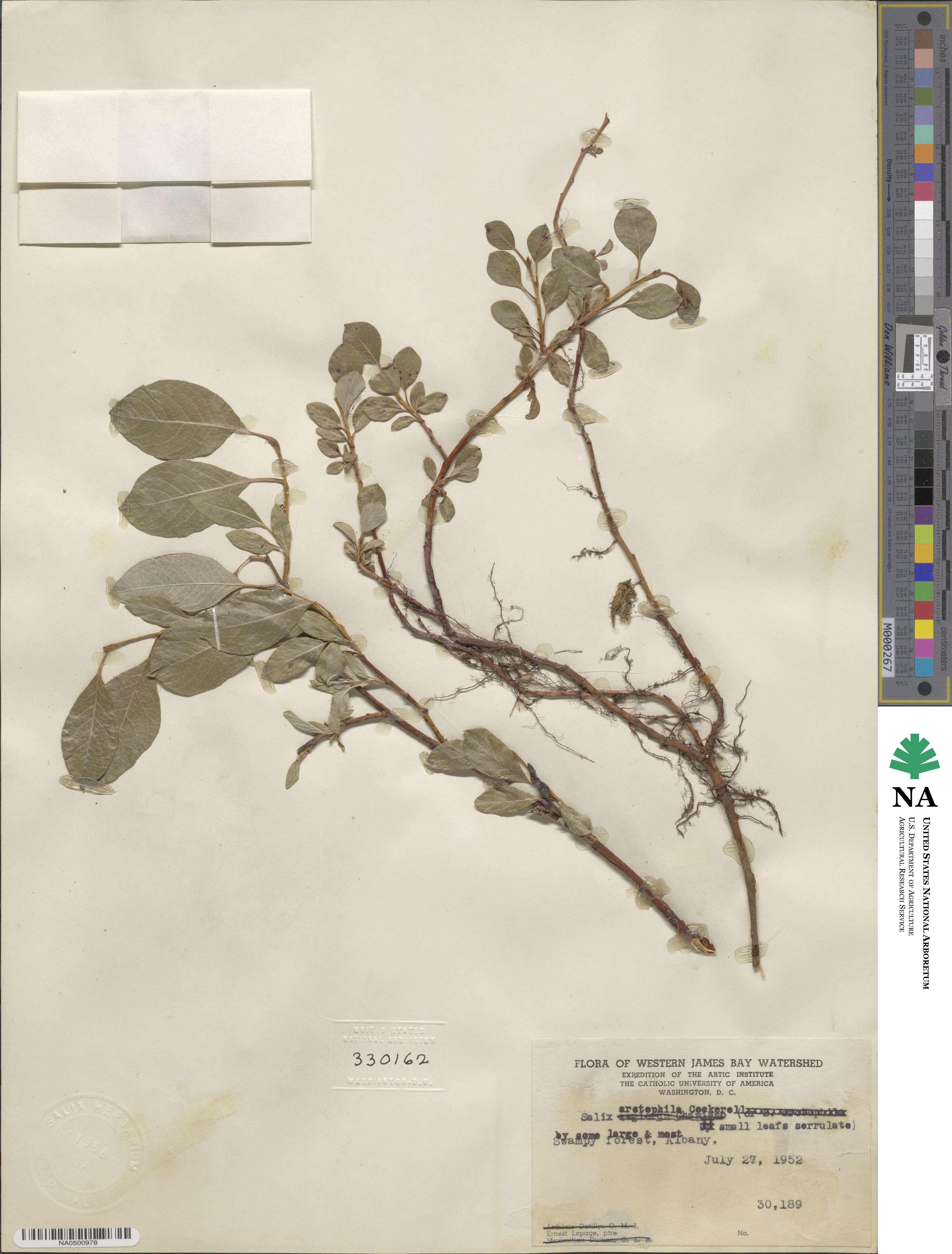 Salix arctophila image