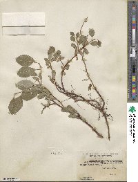 Salix arctophila image