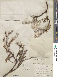 Salix arctophila image