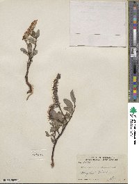 Salix arctophila image