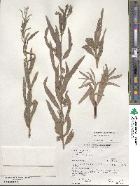 Salix exigua image